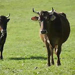 Tannenhof Epple Opfenbach